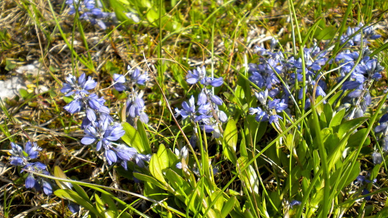 Polygala cfr. alpestris